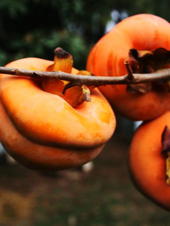 Tamopan Asian Persimmon Tree