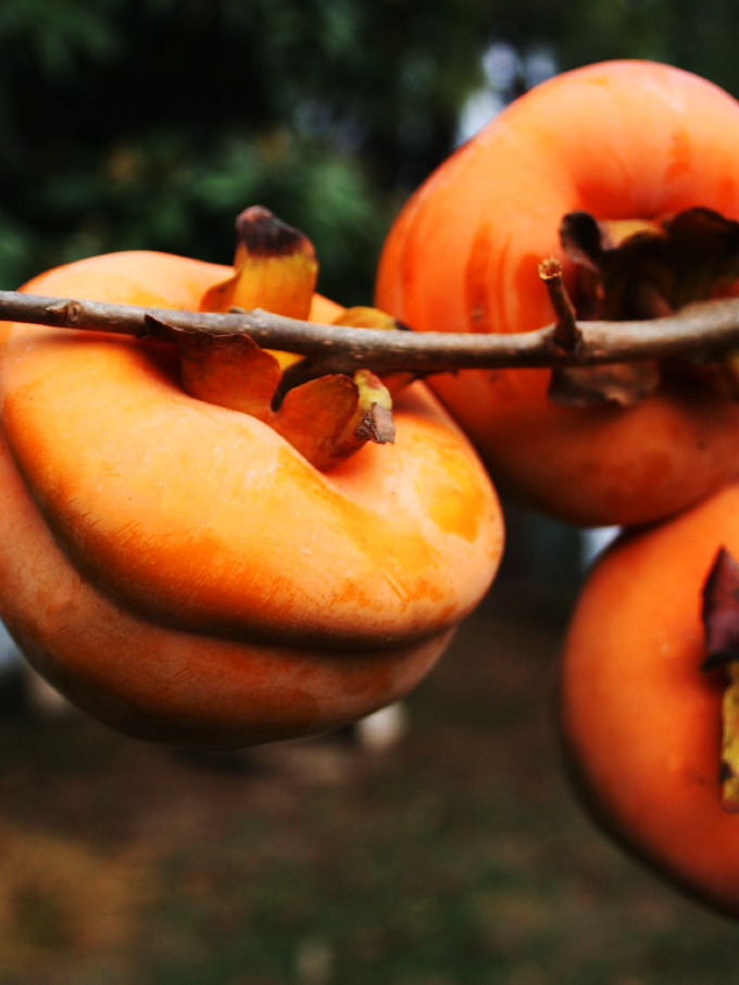 Persimmon Trees For Sale Online | The Tree Center