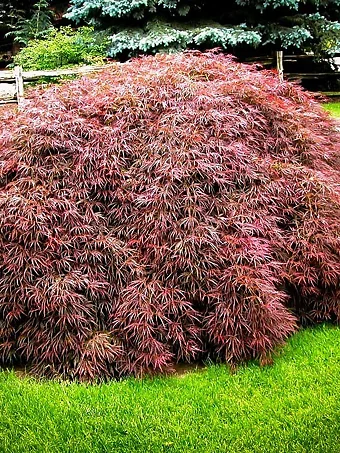 Tamukeyama Japanese Maple