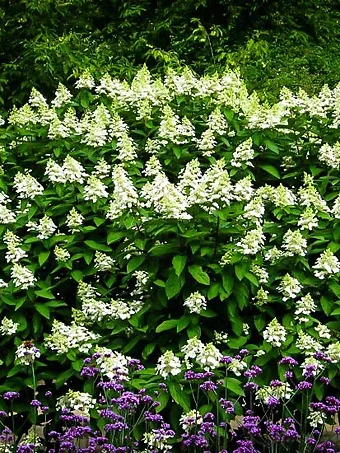 Tardiva White Hydrangea