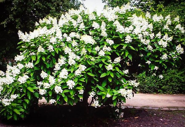 Tardiva White Hydrangea