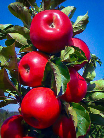 Tasty Red Urban Apple Tree