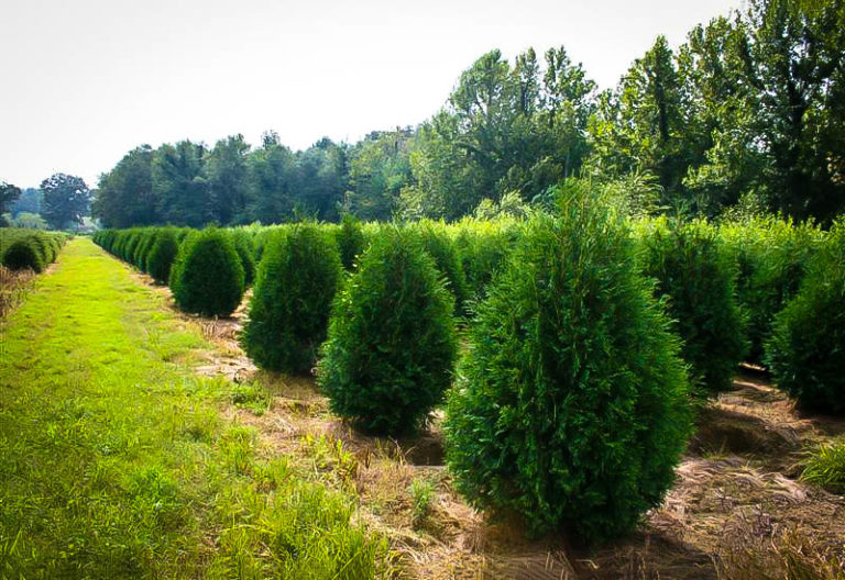 Techny Arborvitae Trees For Sale Online The Tree Center