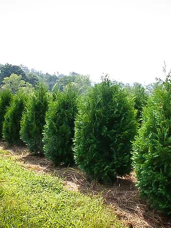 Techny Arborvitae