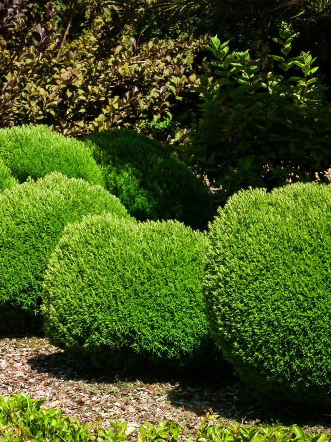 Golden Globe Arborvitae For Sale Online The Tree Center
