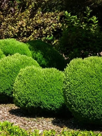 Teddy Arborvitae