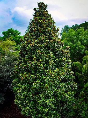 Teddy Bear Southern Magnolia