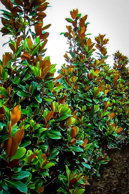 Teddy Bear Southern Magnolia Trees For Sale The Tree Center