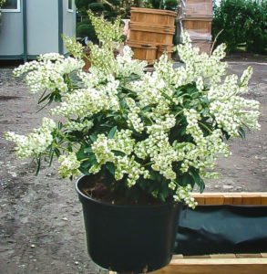 pieris japonica