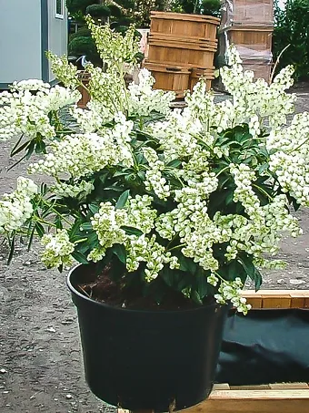 Temple Bells Pieris