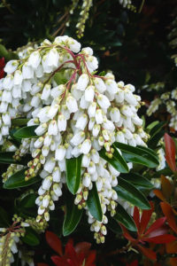pieris
