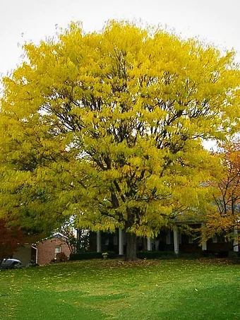 Thornless Honeylocust