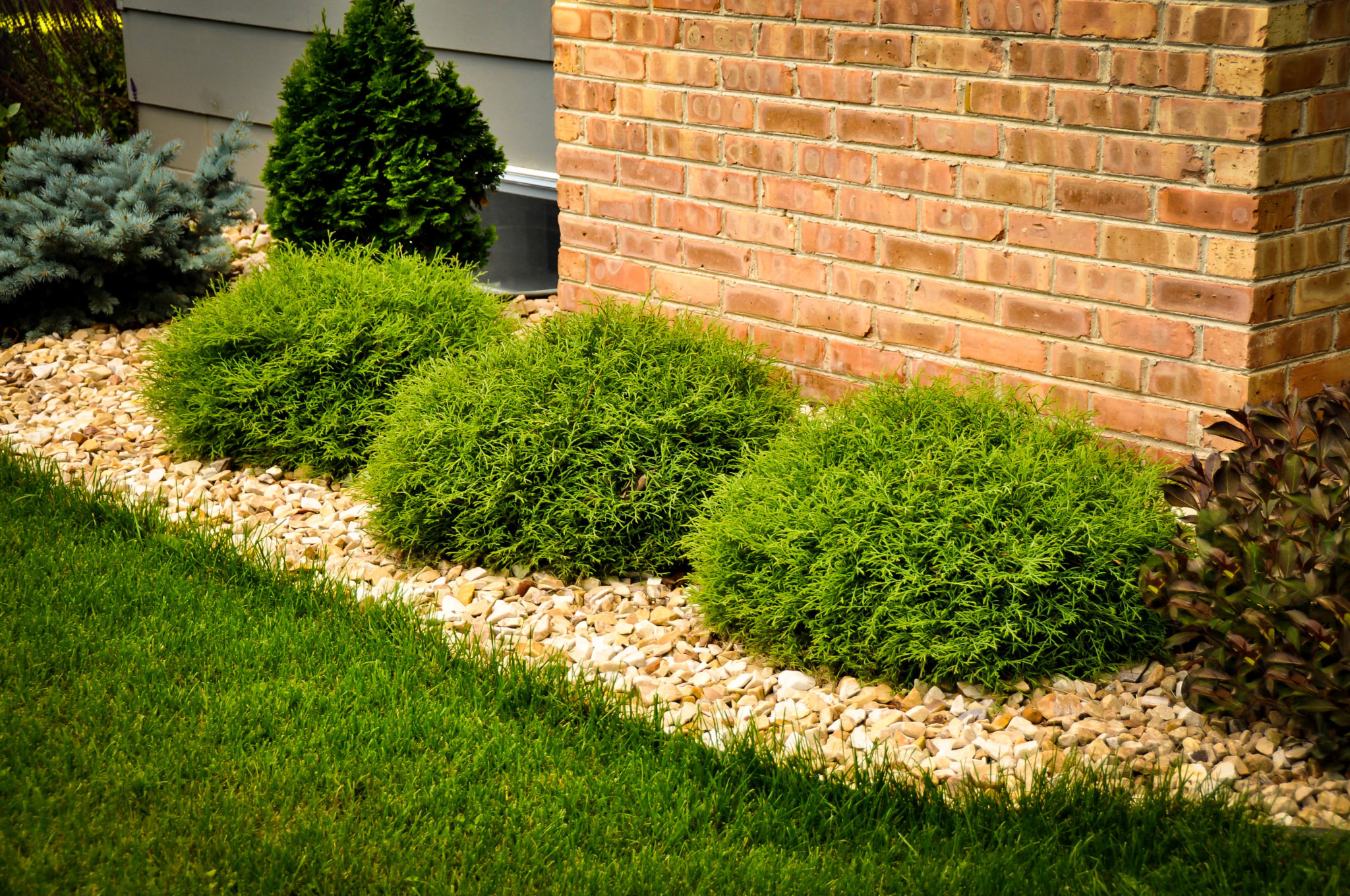 Mr. Bowling Ball Arborvitae Shrubs For Sale The Tree Center