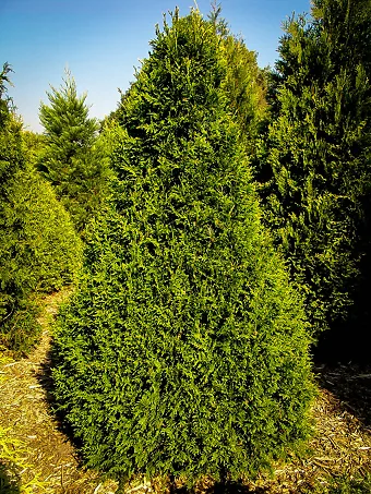 Thuja Can Can
