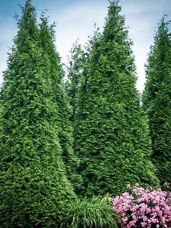 Thuja Green Giant