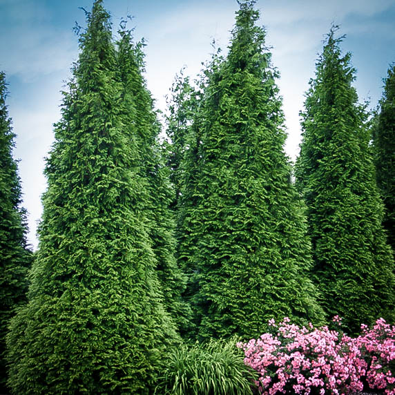 Buy Thuja Green Giant | Green Giant Arborvitae | The Tree Center