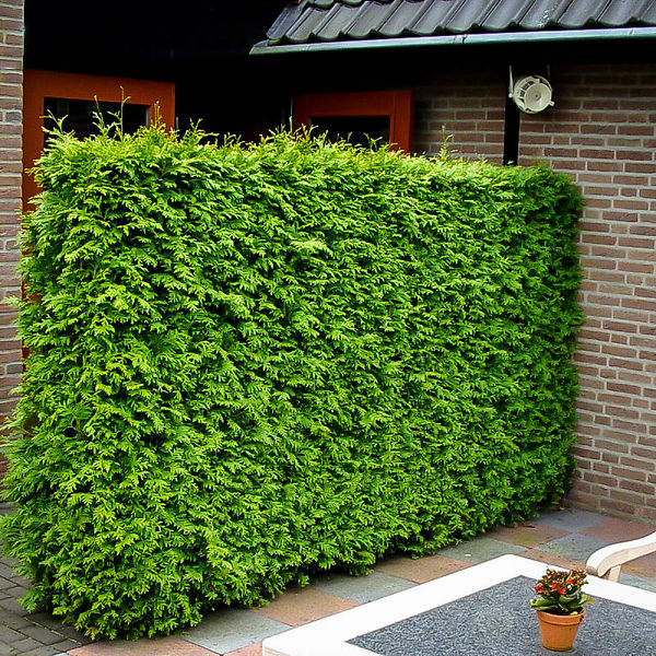 Complete Thuja Green Giant Guide Planting And Care Tips For Thuja Trees