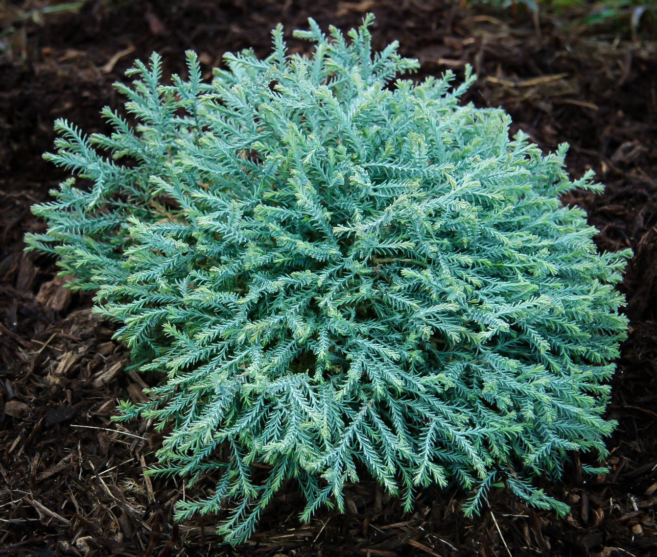 Pancake Arborvitae Shrubs For Sale The Tree Center