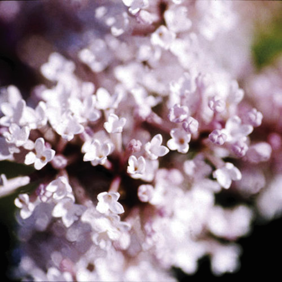 Thumbelina Lilac