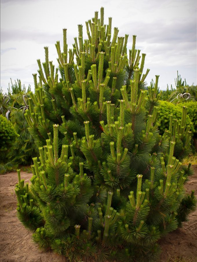 Pine Trees For Sale Buy Pine Trees The Tree Center