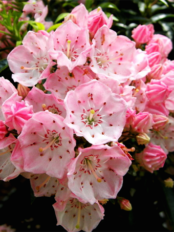 Tiddlywinks Mountain Laurel