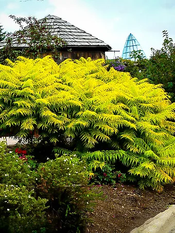 Rhus Tiger Eyes Sumac