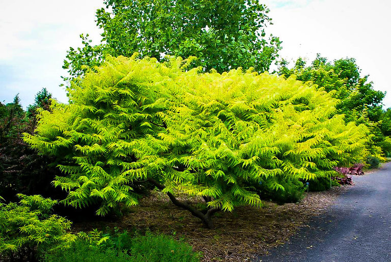 Tiger Eyes Sumac For Sale Online The Tree Center