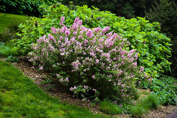 Tinkerbelle Lilac Bushes For Sale | The Tree Center
