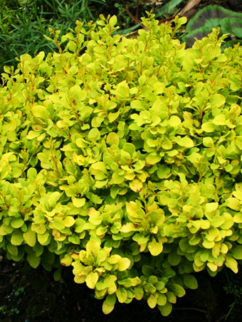 Tiny Gold® Barberry