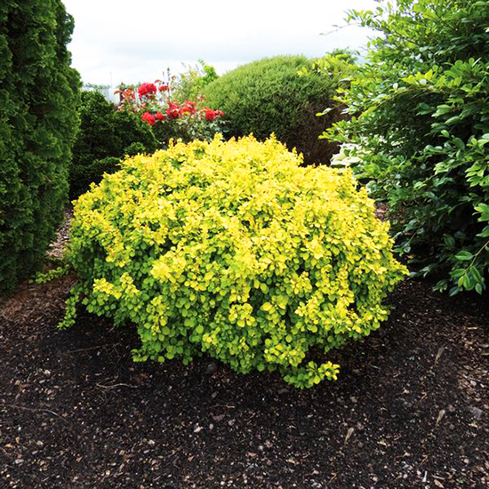 Tiny Gold Barberry For Sale Online The Tree Center