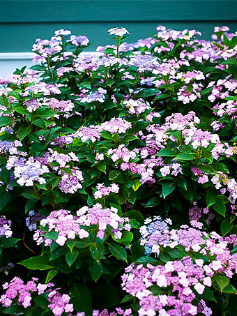 Fire And Ice Hydrangea For Sale Online The Tree Center