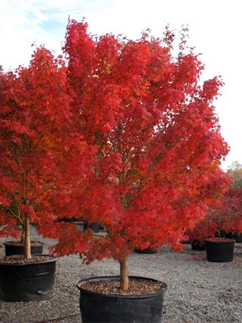 Tobiosho Japanese Maple