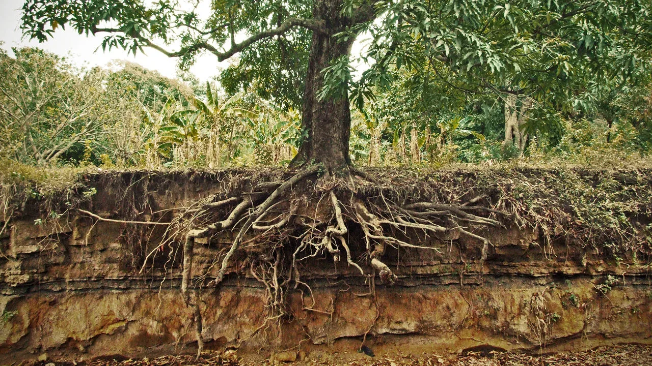 Tree roots