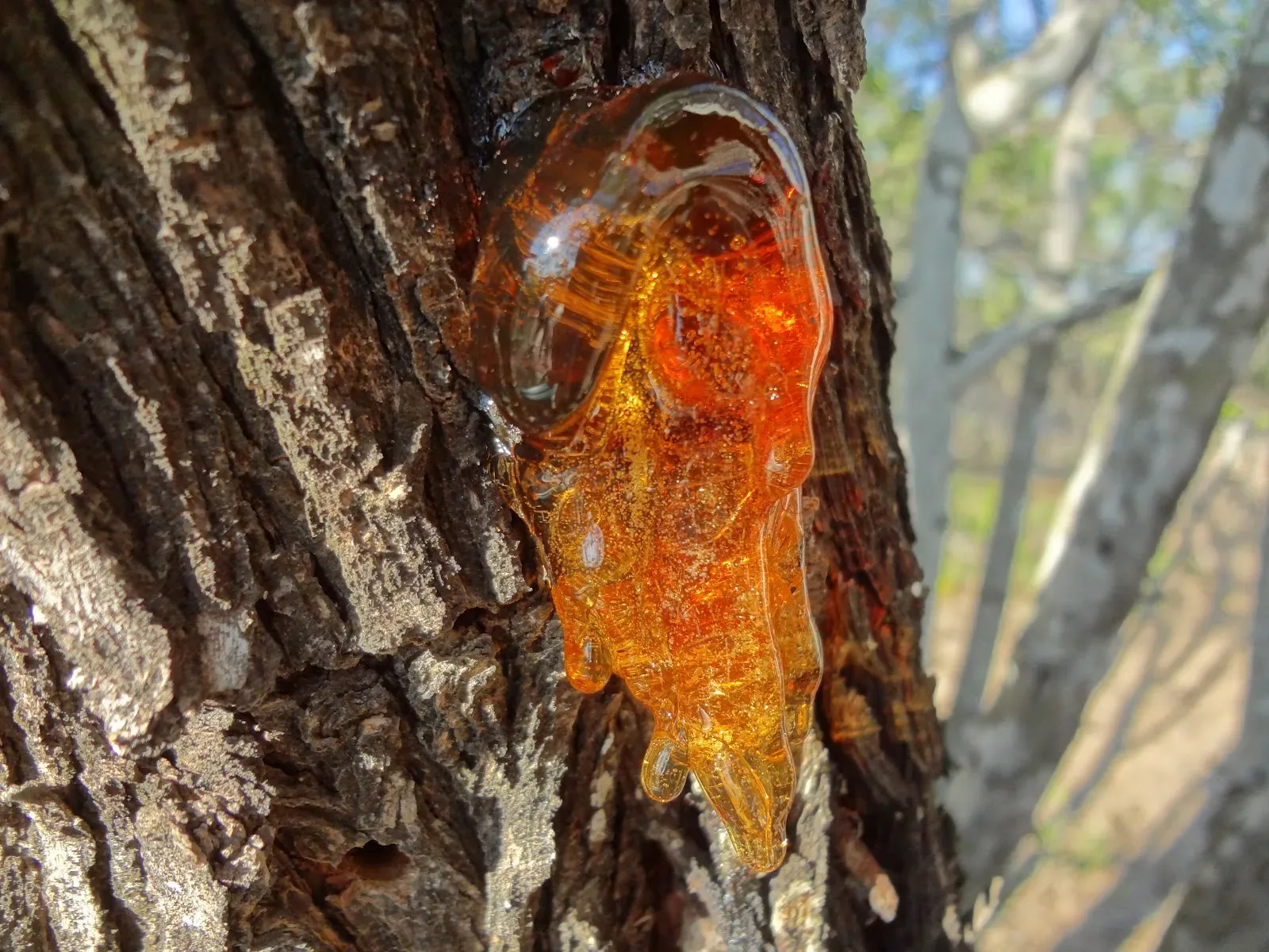 Tree Sap The Same as Maple Syrup? vs Tree Resin & Amber (Edible vs