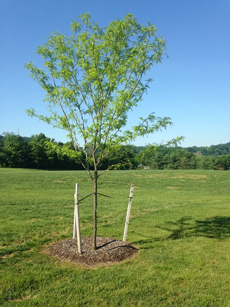 Tree Staking