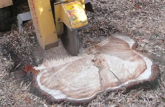 Tree Stump Grinder