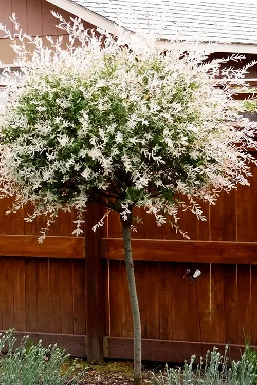 送料無料 いくらから Willow Tri-Color Tree Center Tree The | Online Sale For クラフト・布製品