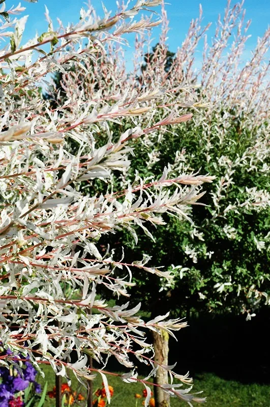Tri-Color Dappled Willow