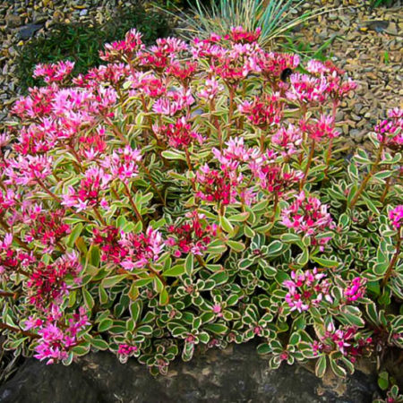Sedum