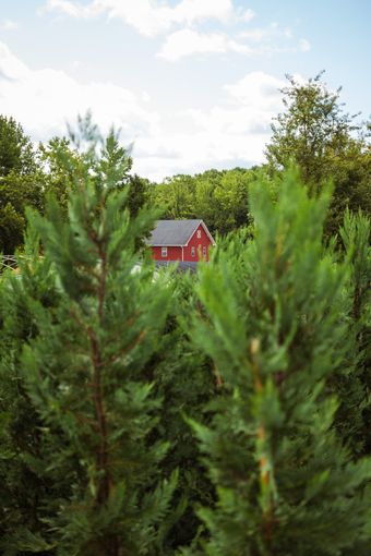 SHOP FAST GROWING TREES