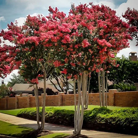 Flowering Trees For The