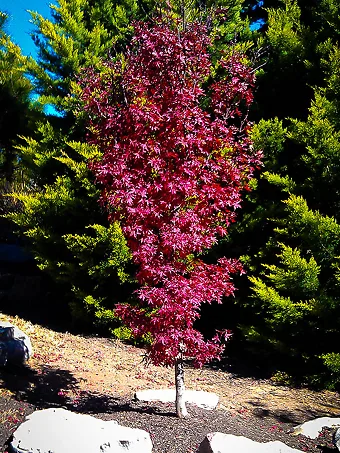 Twomblys Red Sentinel Japanese Maple