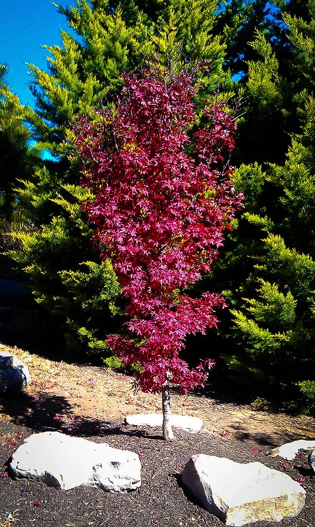 その他 red tree 61rBek0SLLL._AC_SY200_QL15_.jpg