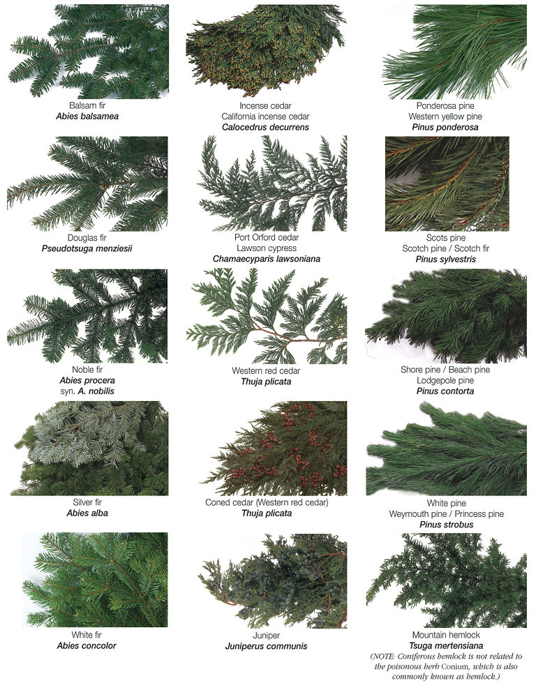 Common Evergreen Trees Uk at Antonina Schneider blog