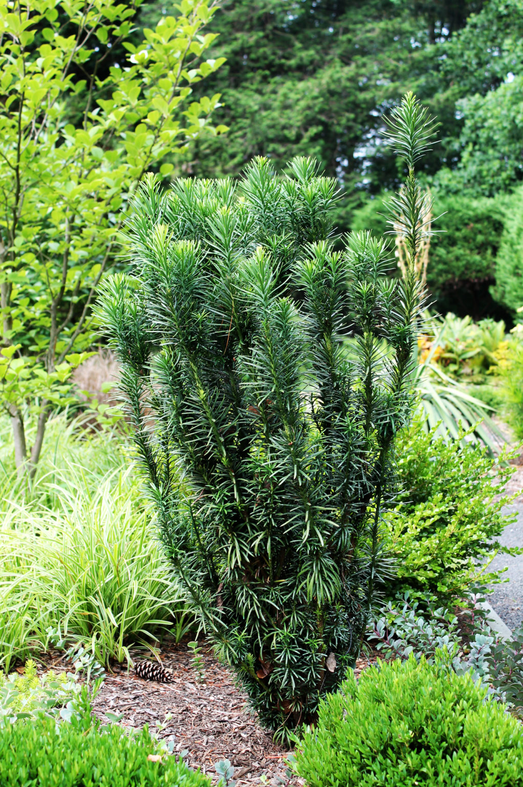 Upright Japanese Plum Yew For Sale Online The Tree Center