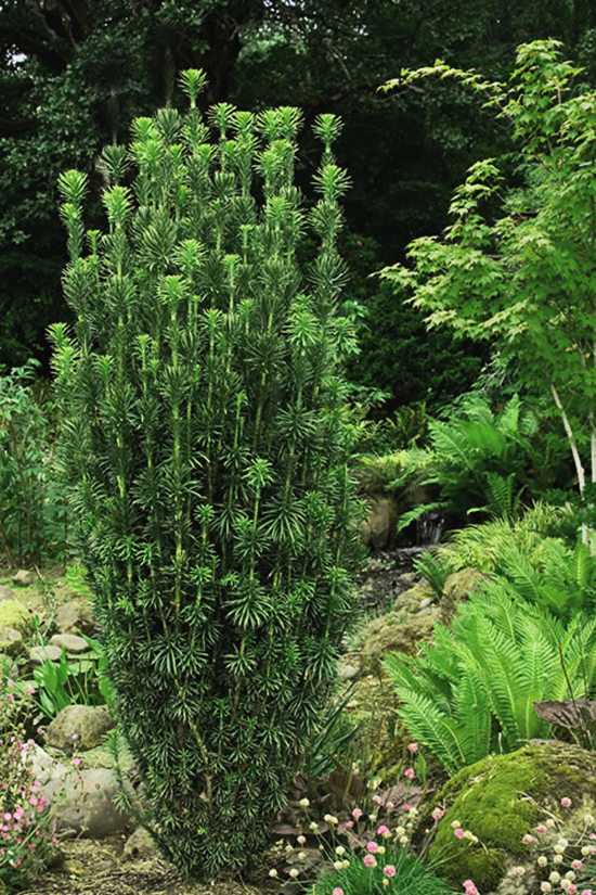 Upright Japanese Plum Yew For Sale Online The Tree Center