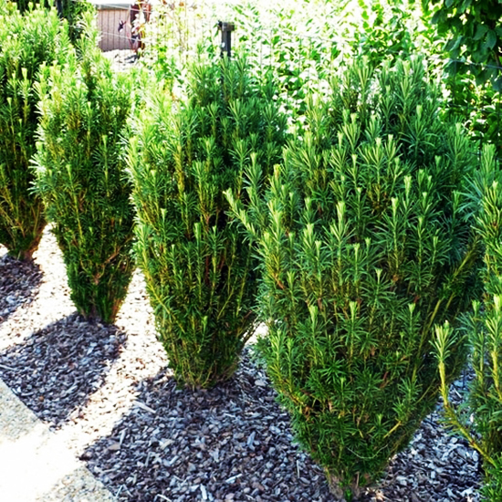 Upright Japanese Plum Yew For Sale Online The Tree Center