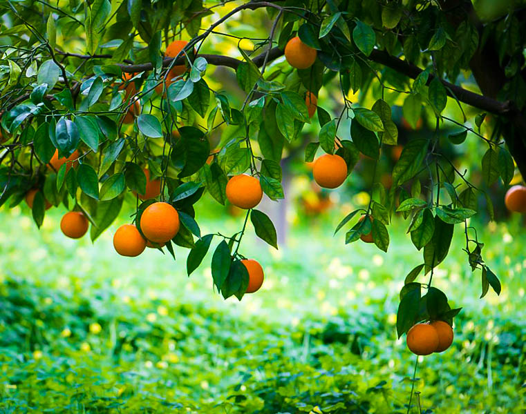 Olinda Valencia Orange Trees For Sale | The Tree Center
