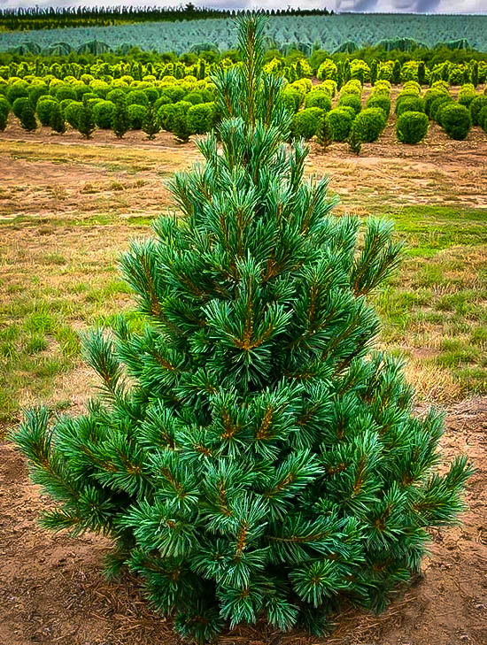Vanderwolfs Pyramid Limber Pine Trees For Sale The Tree Center