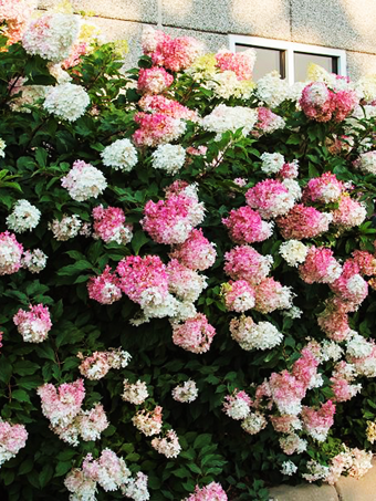 Vanilla Strawberry™ Hydrangea